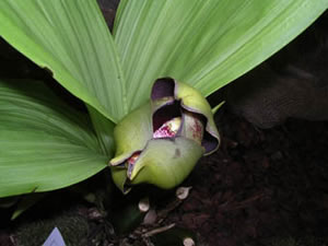 Cuidar las orquídeas Anguloa