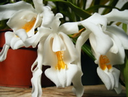 Cuidar las orqu&iacute;deas Coelogyne