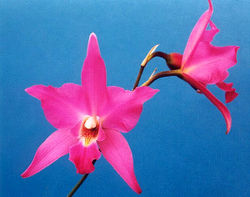 Laelia flower care