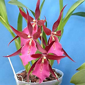 Miltonia orqu&iacute;dea