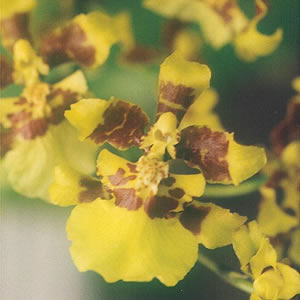 Oncidium orquídea