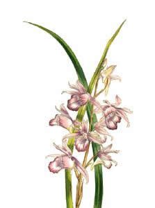 Cuidar las orquídeas Phaius