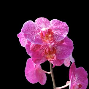 Phalaenopsis orquídea