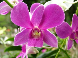 Vanda orquídea