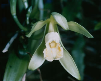 Orquídea Vainilla