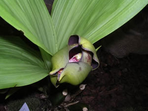 Anguloa orchid 