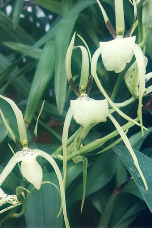 Brassia girouldiana orchid