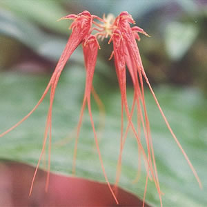 Bulbophyllum pectenveneris orchid 