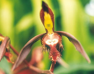 Catasetum saccatum orchid 