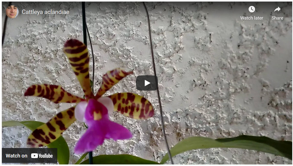 Cattleya aclandiae