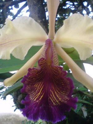  Cattleya dowiana