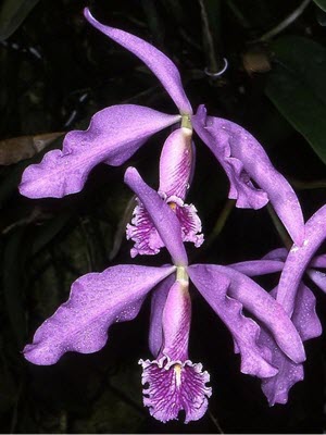 Cattleya maxima