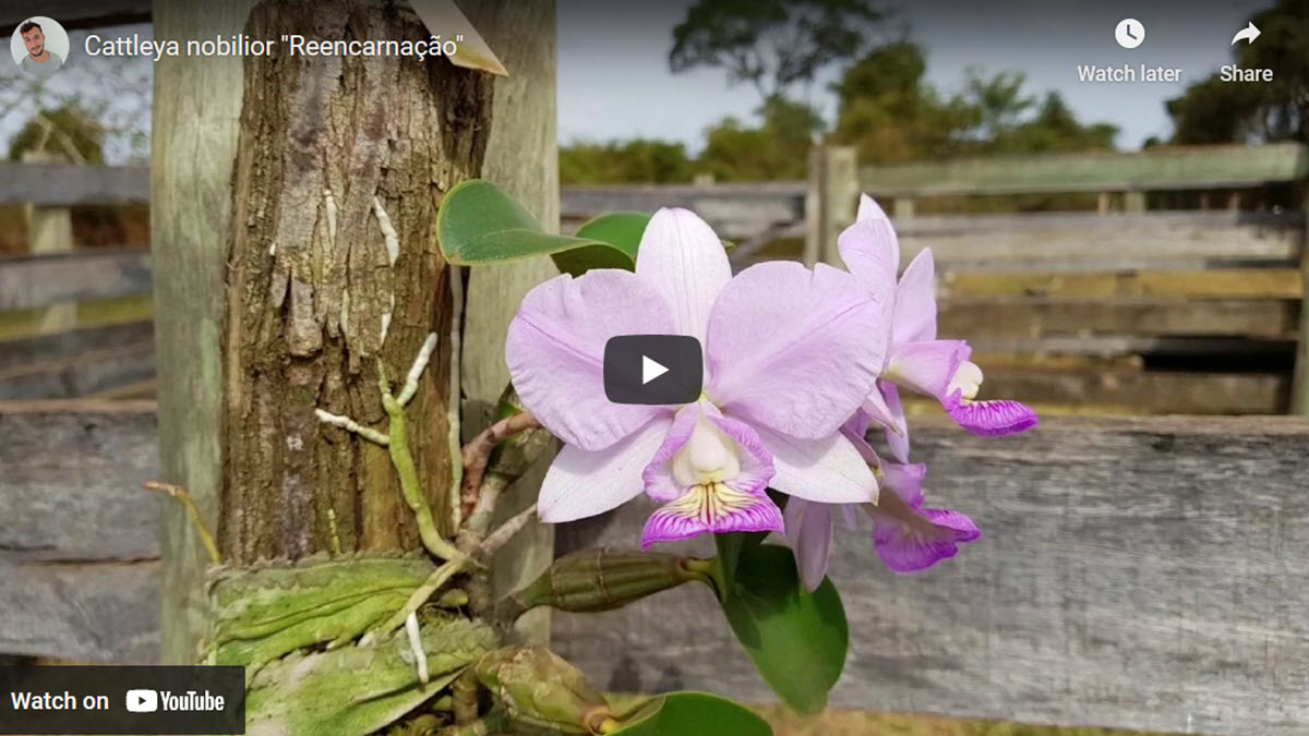 Cattleya nobilior