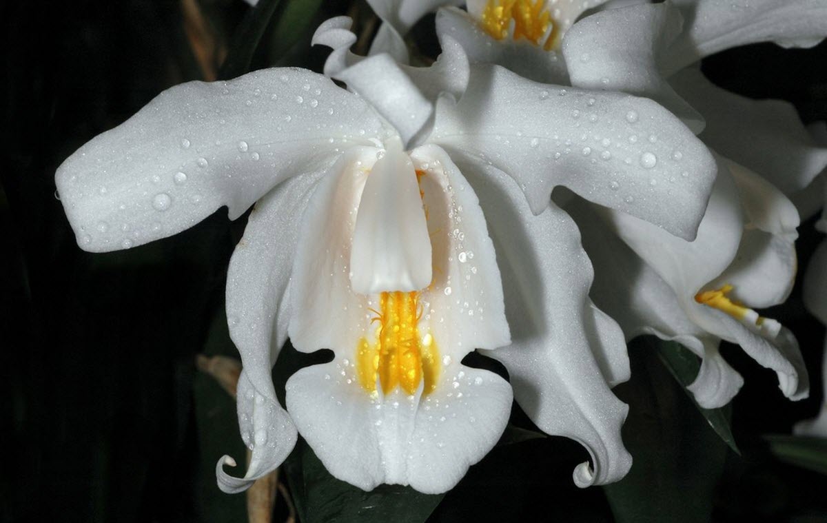 Coelogyne cristata