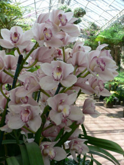 Cymbidium orchid