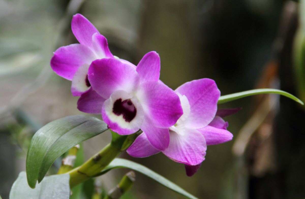 Dendrobium nobile