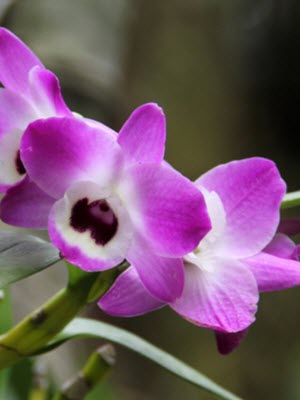 Dendrobium nobile