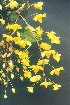 Dendrobium lindleyi - orchid