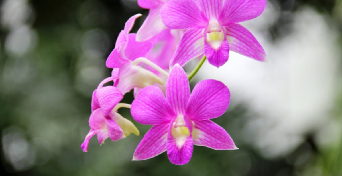 Dendrobium orkide