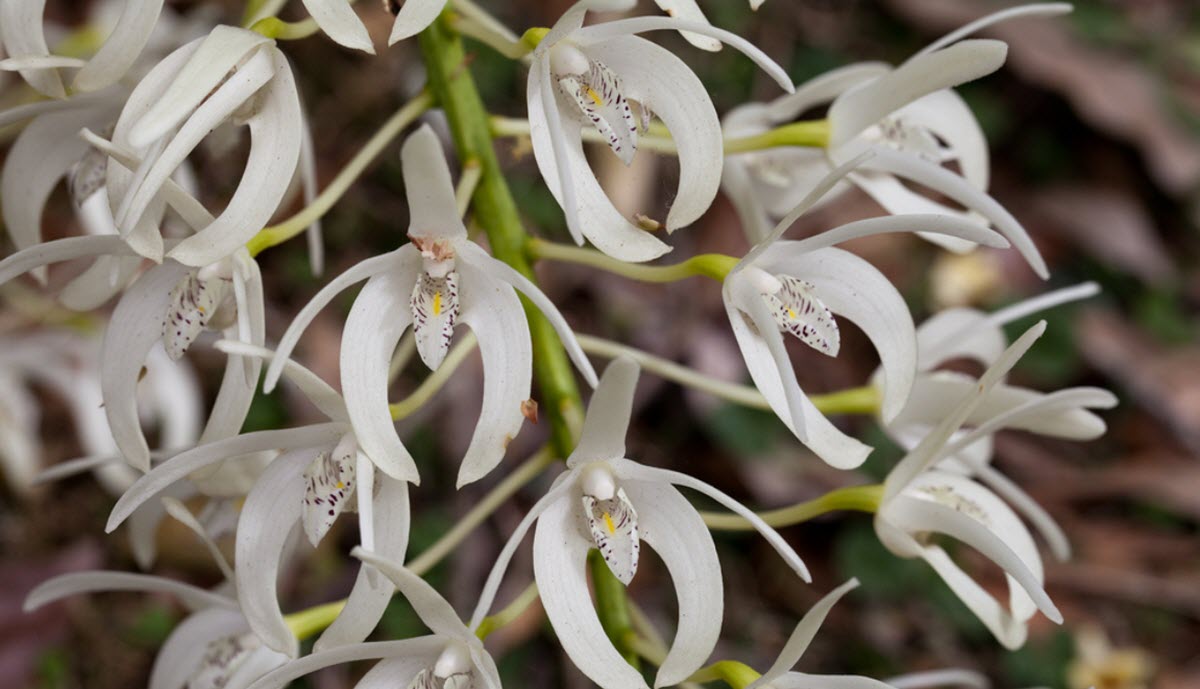 Dendrobium speciosum