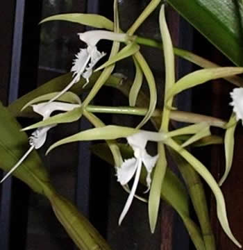 Epidendrum ciliare orchid