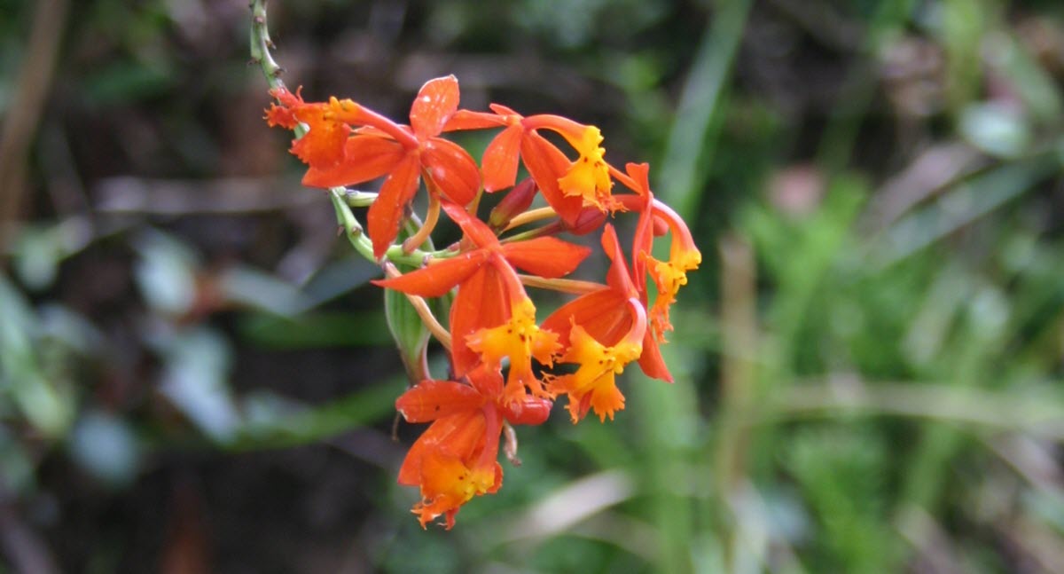 Epidendrum radicans