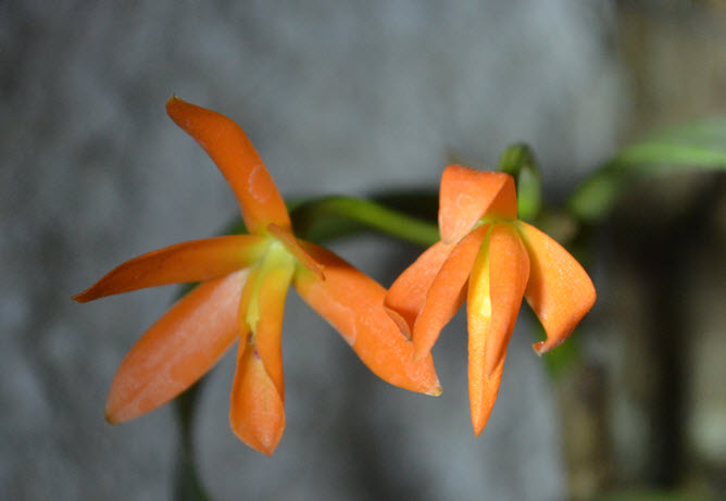 Guarianthe aurantiaca