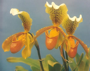 Paphiopedilum insigne orchid