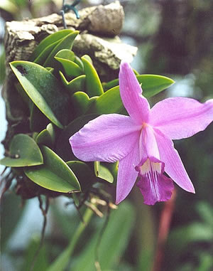 Sophronitis sincorana orchid