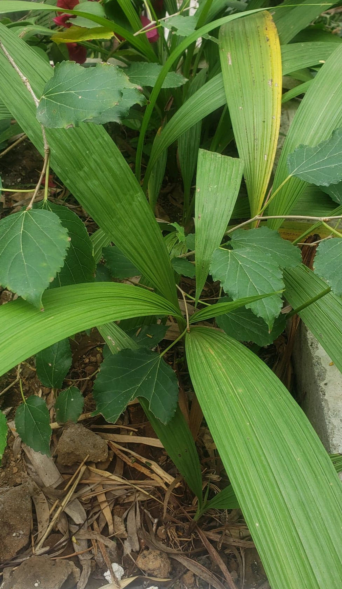 Spathoglottis leaves, terrestrial orchid