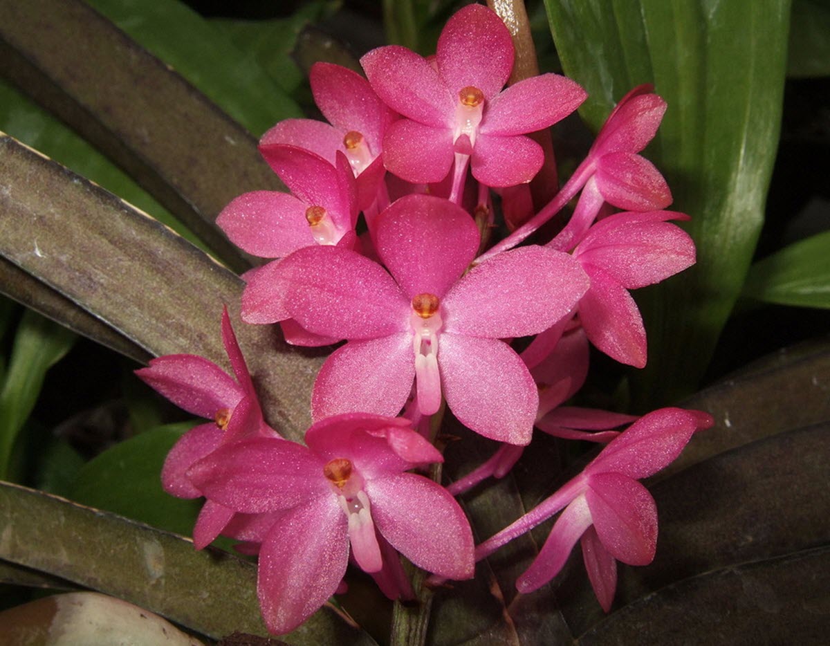 Vanda ampullacea