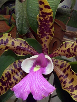 Cattleya aclandiae