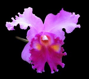 Cattleya orchid flower