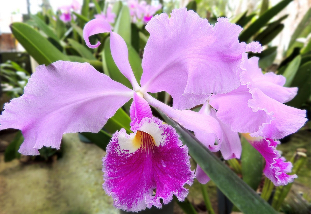 cattleya orchid