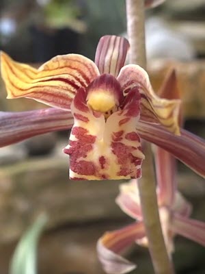 Cymbidium Sinense