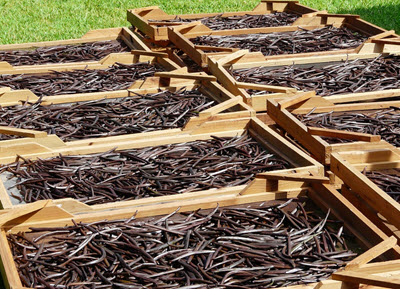 drying vanilla beans (seed pods)