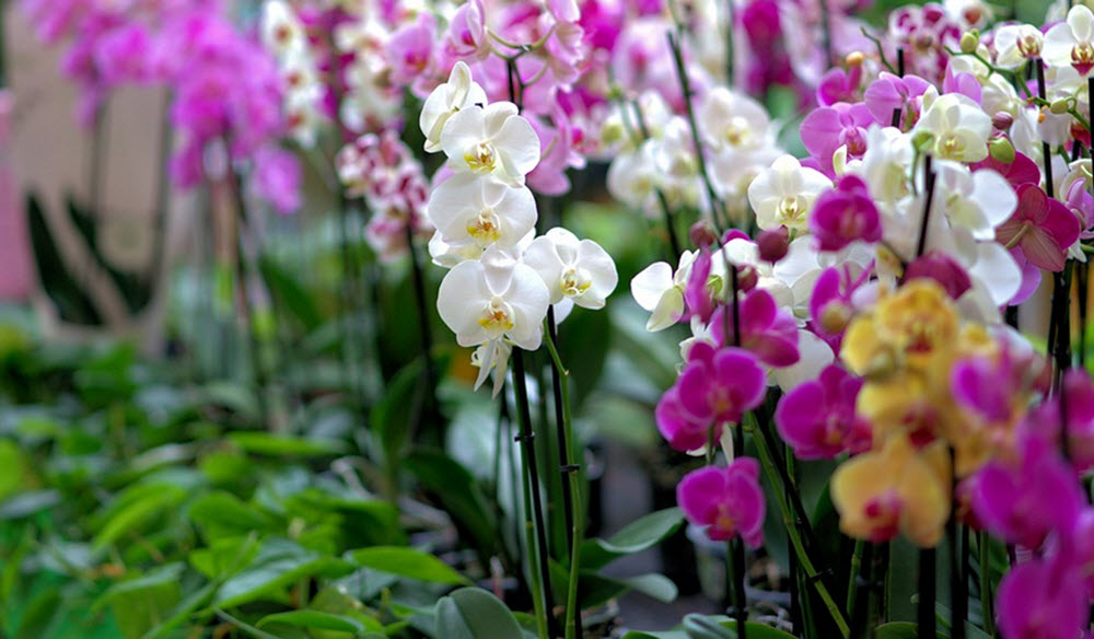 easy to care for phalaenopsis orchids