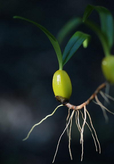 pseudobulbs are common on both terrestrial and Epiphytical orchids