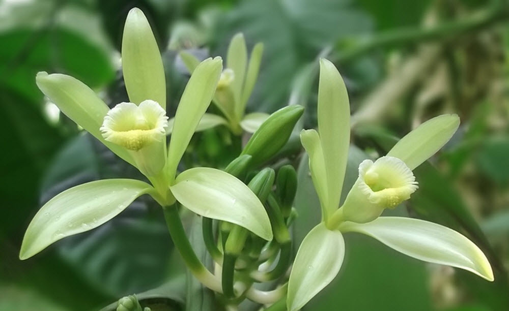 vanilla flowers