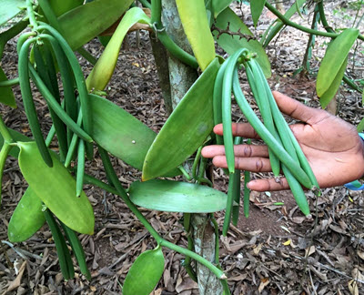 vanilla plant with mature beans